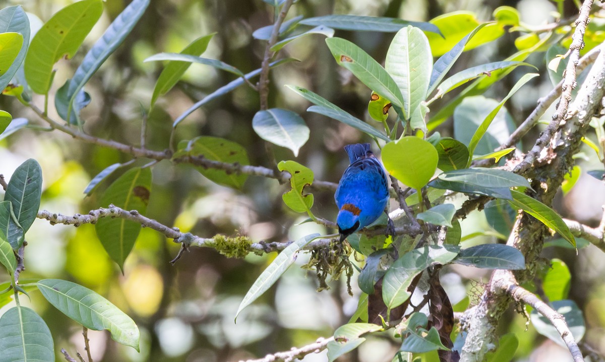 Golden-naped Tanager (Rusty-naped) - ML527157651