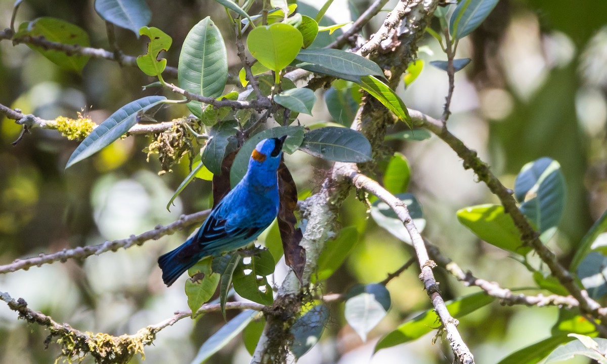 Golden-naped Tanager (Rusty-naped) - ML527157661