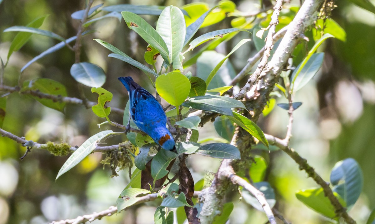 Golden-naped Tanager (Rusty-naped) - ML527157671