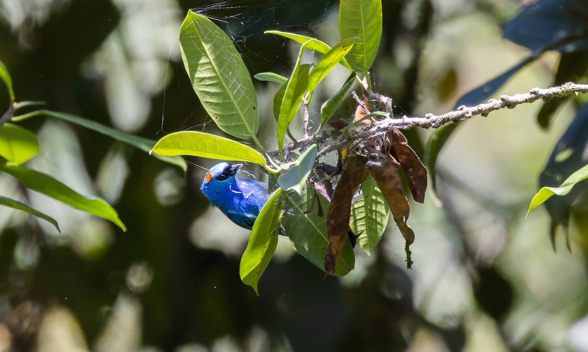 Golden-naped Tanager (Rusty-naped) - ML527157691