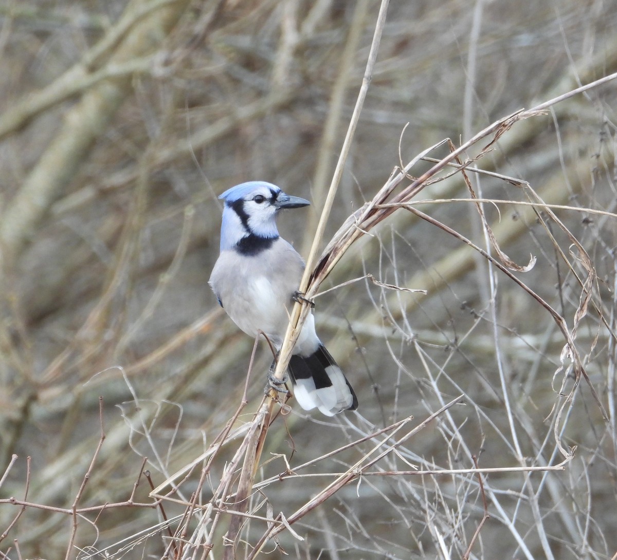 Blue Jay - Rosemary Seidler