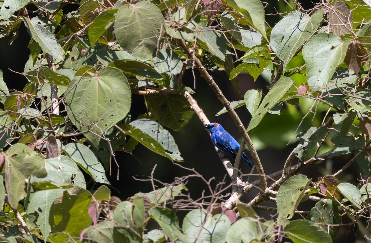 Golden-naped Tanager (Rusty-naped) - ML527158501