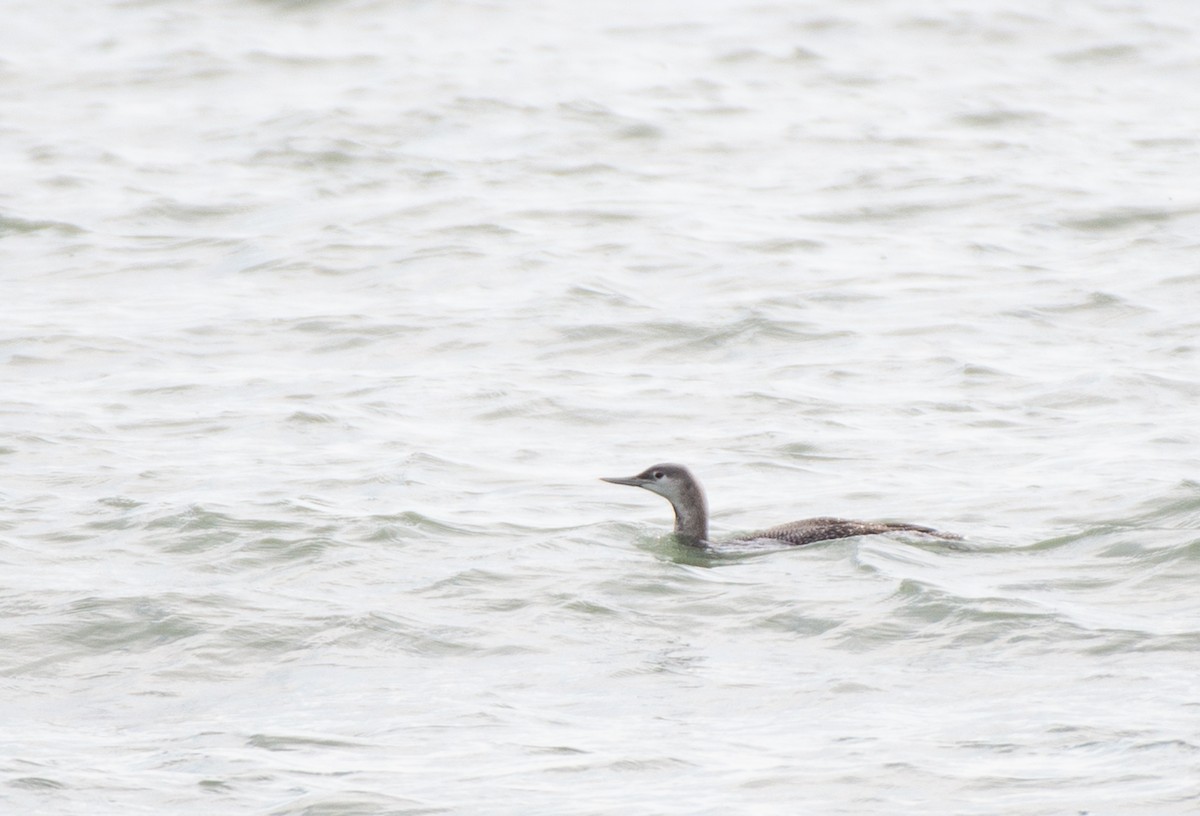 Red-throated Loon - ML527160191