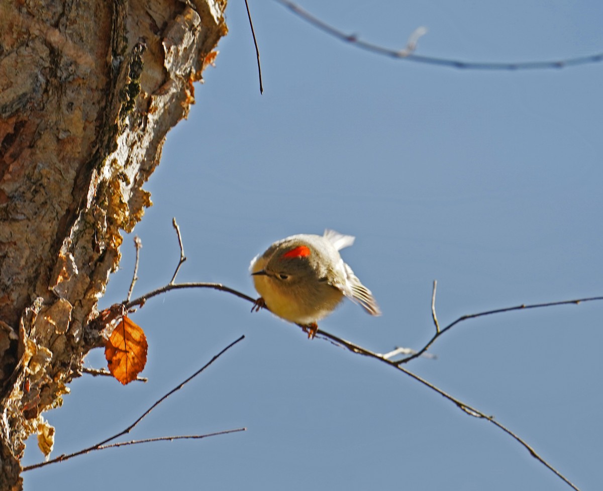 Ruby-crowned Kinglet - Lee White