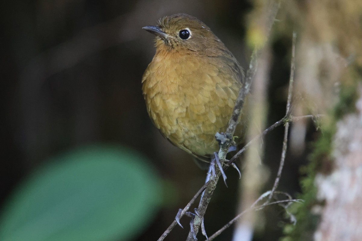 Bolivian Antpitta - ML527161091