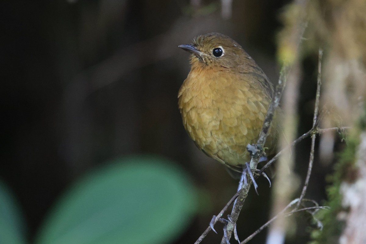 Bolivian Antpitta - Ryan Terrill