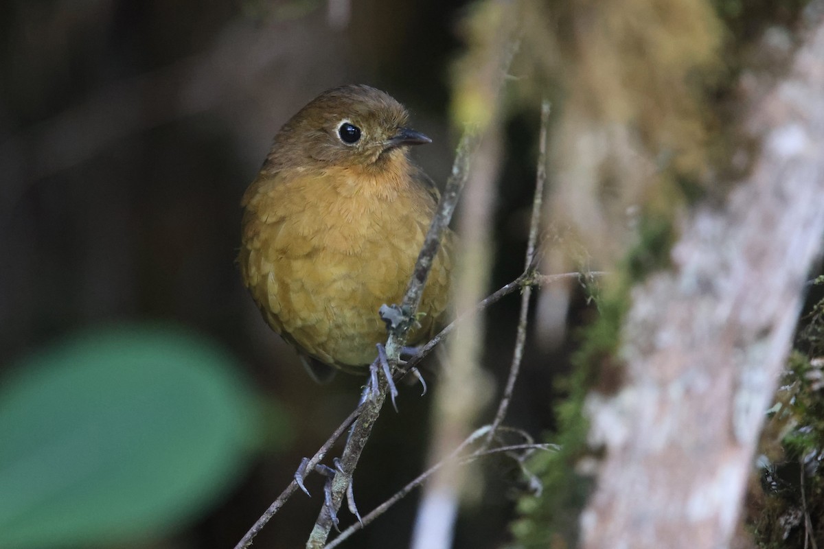 Bolivian Antpitta - Ryan Terrill