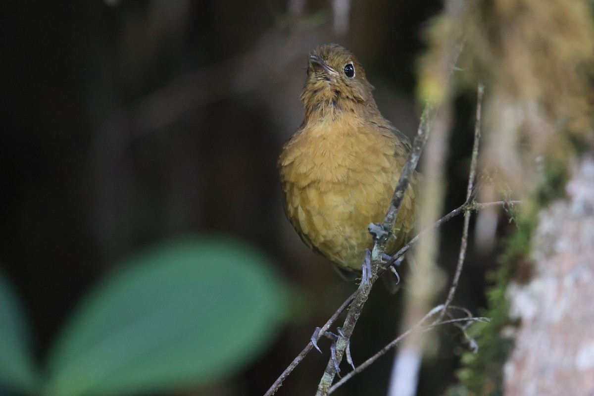 Bolivian Antpitta - ML527161141