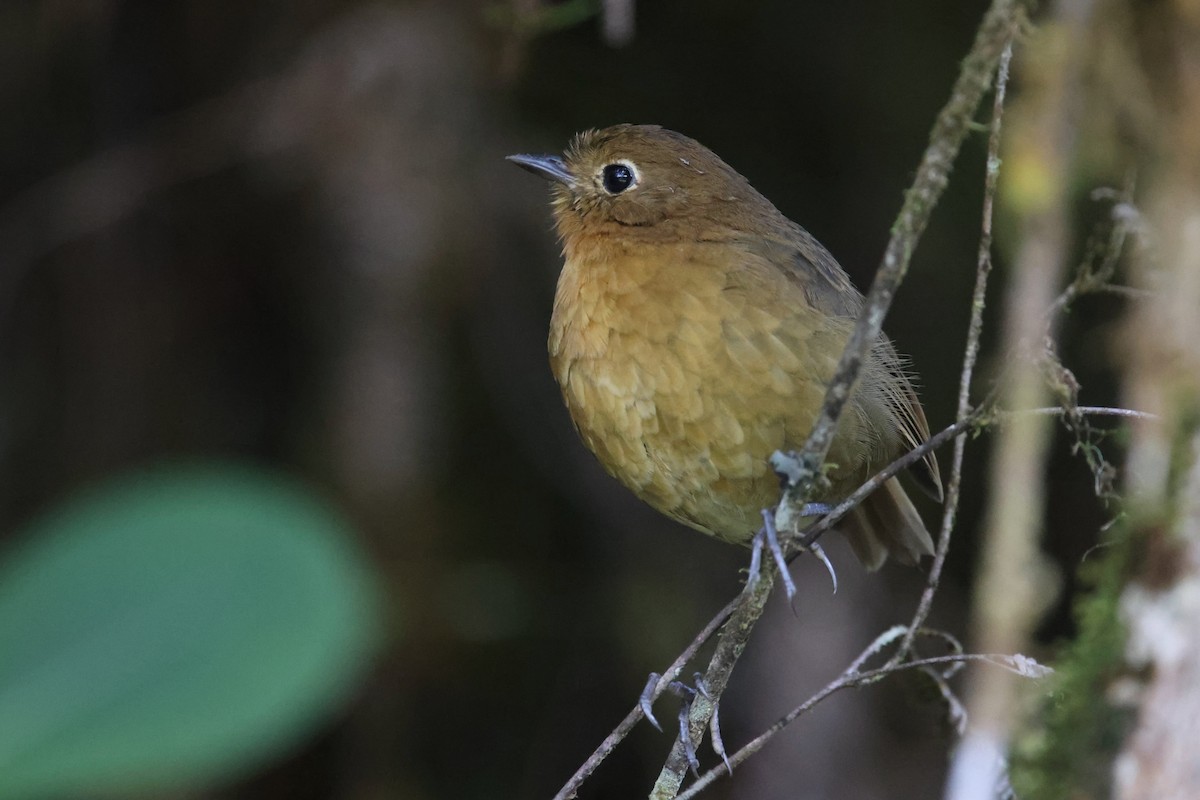 Bolivian Antpitta - ML527161201