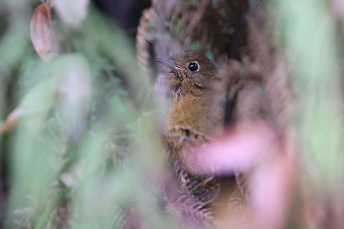 Bolivian Antpitta - ML527161221