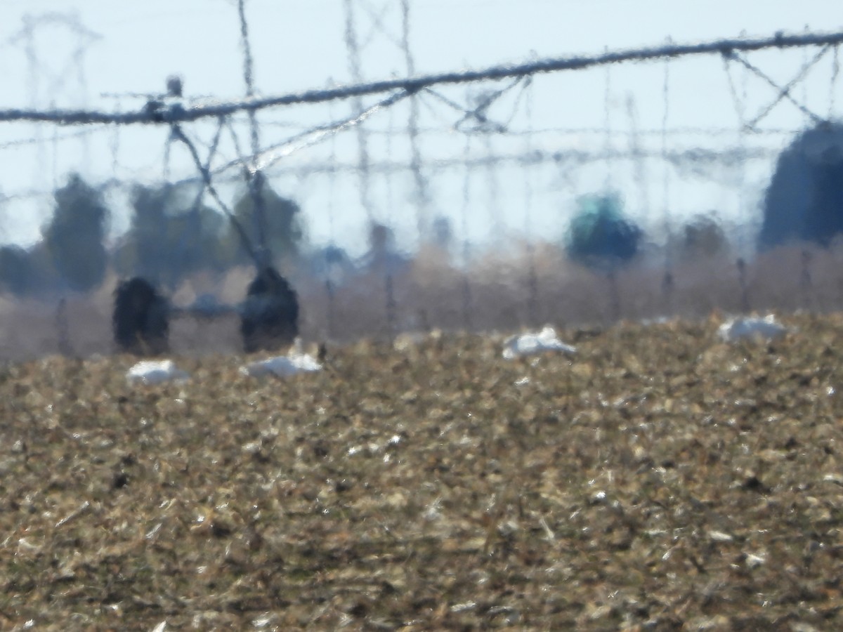 Trumpeter Swan - ML527161891