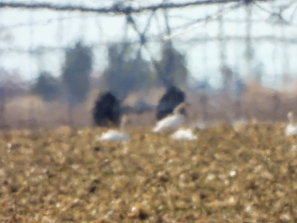 Trumpeter Swan - ML527161911