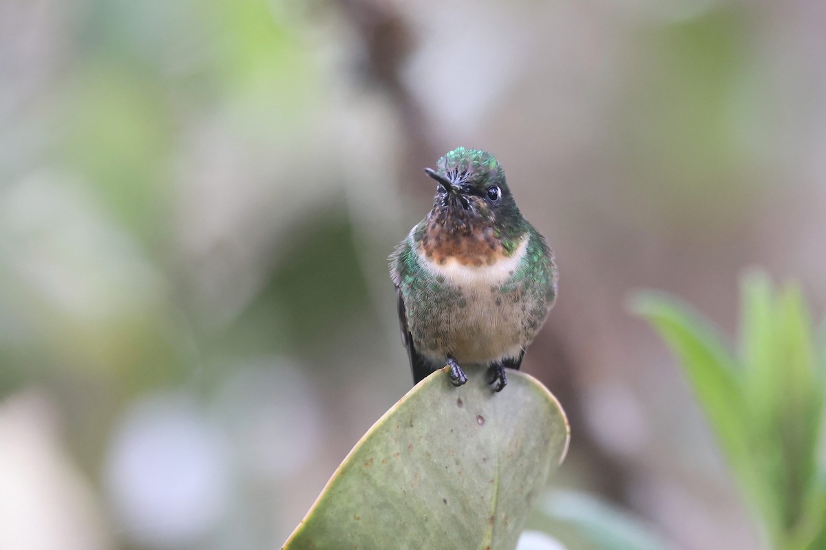 Amethyst-throated Sunangel - Ryan Terrill