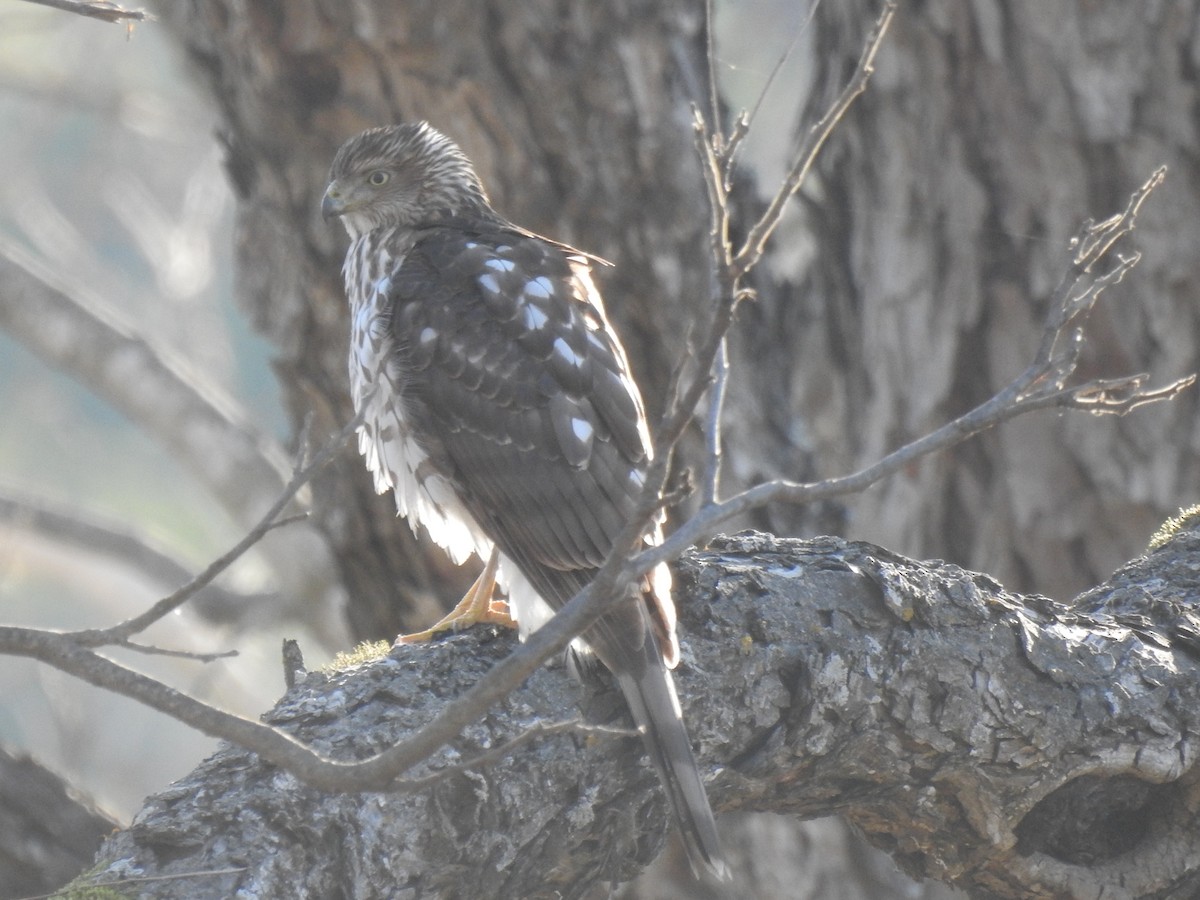 Cooper's Hawk - ML527163261