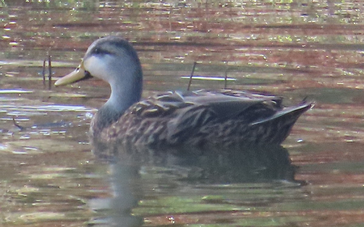 Mottled Duck - ML527165011