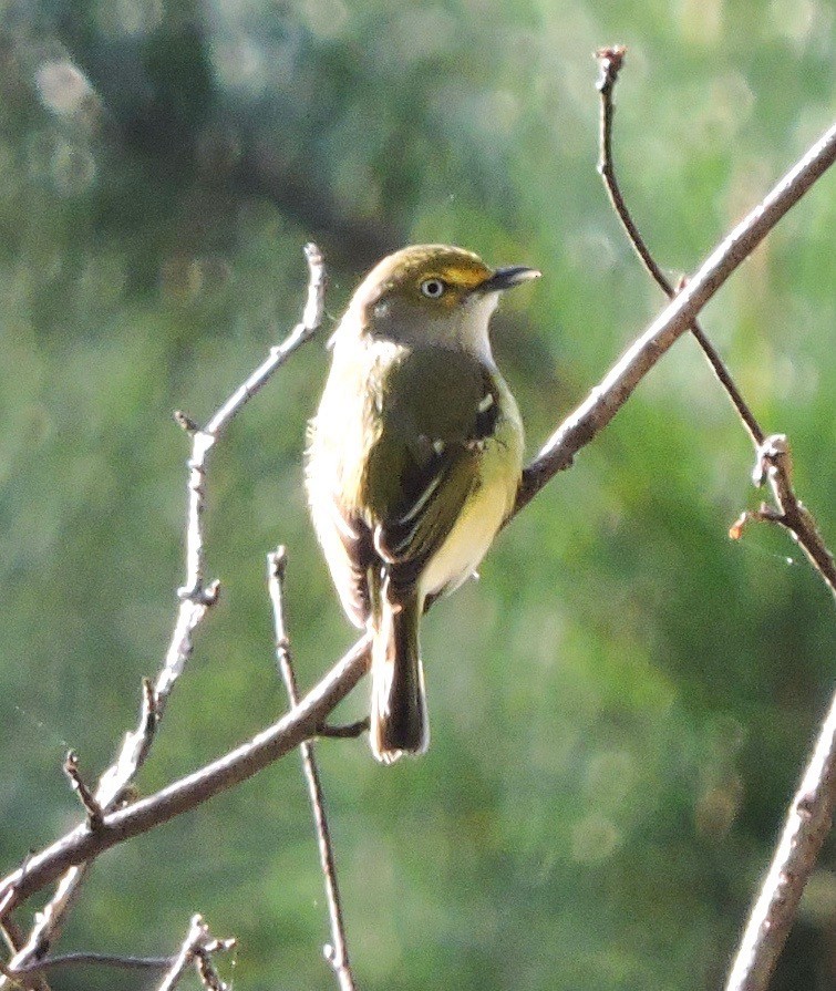 White-eyed Vireo - alice horst