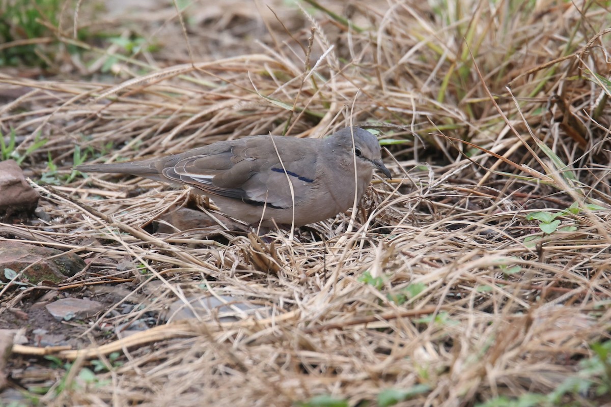 Picui Ground Dove - Ryan Terrill