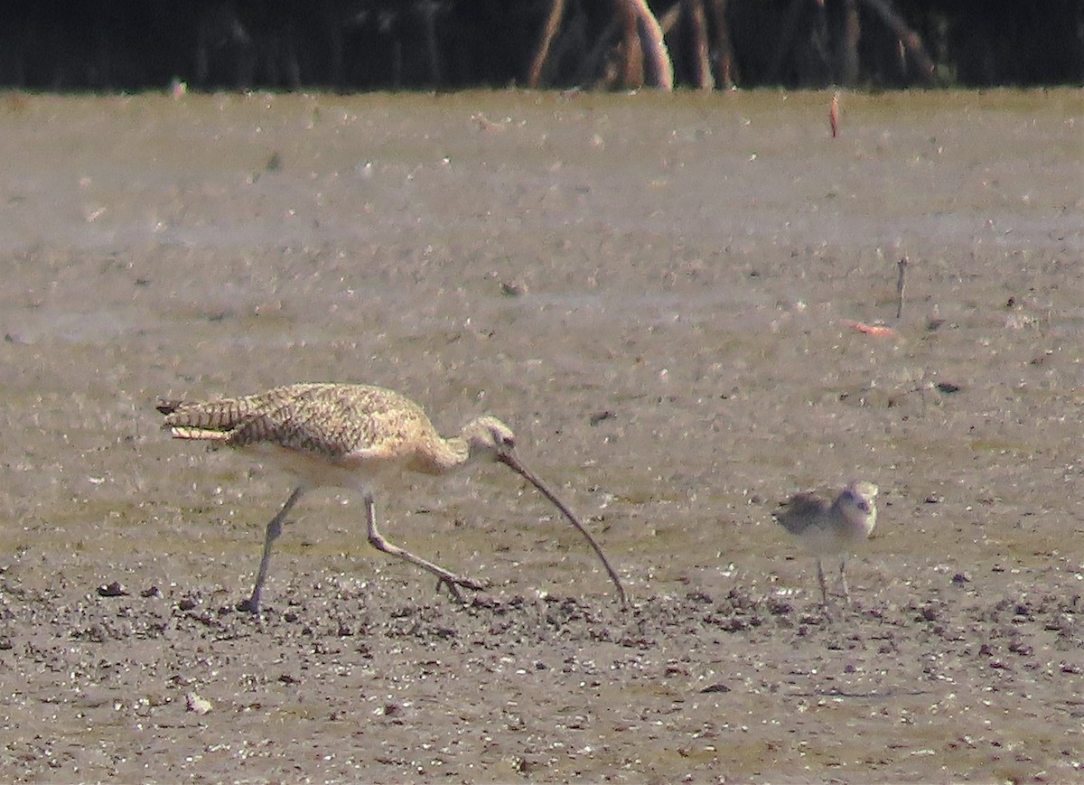 Long-billed Curlew - ML527167271