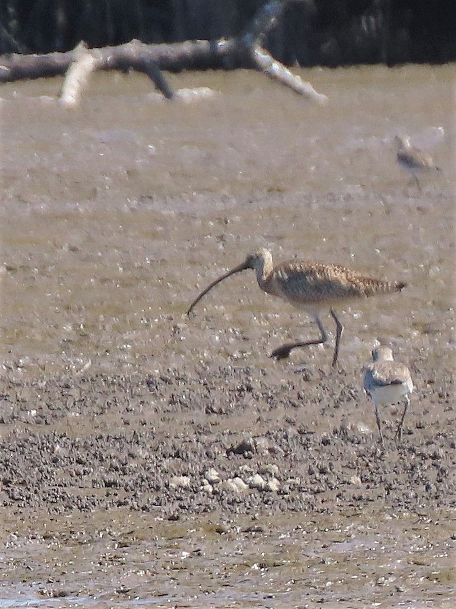 Long-billed Curlew - ML527167281