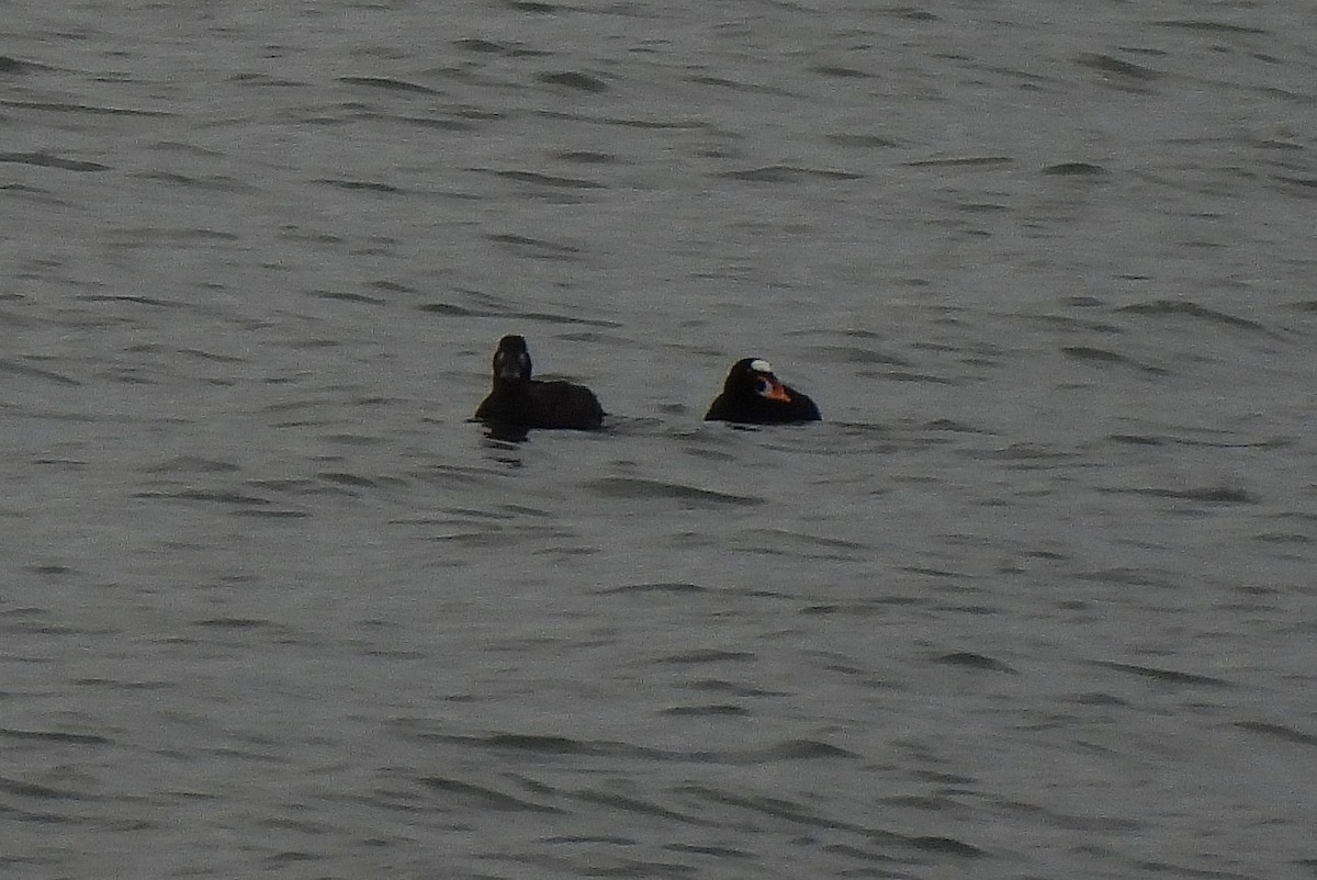 Surf Scoter - ML527168281