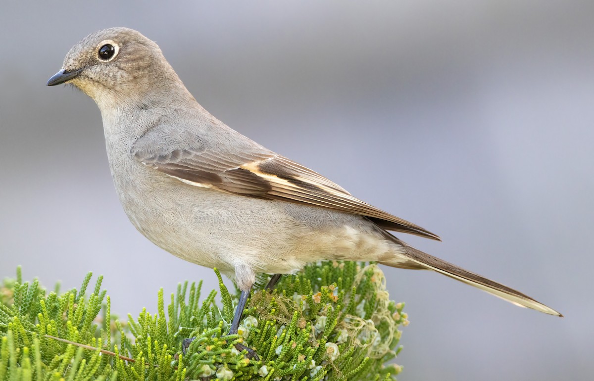 Townsend's Solitaire - Mark Chappell