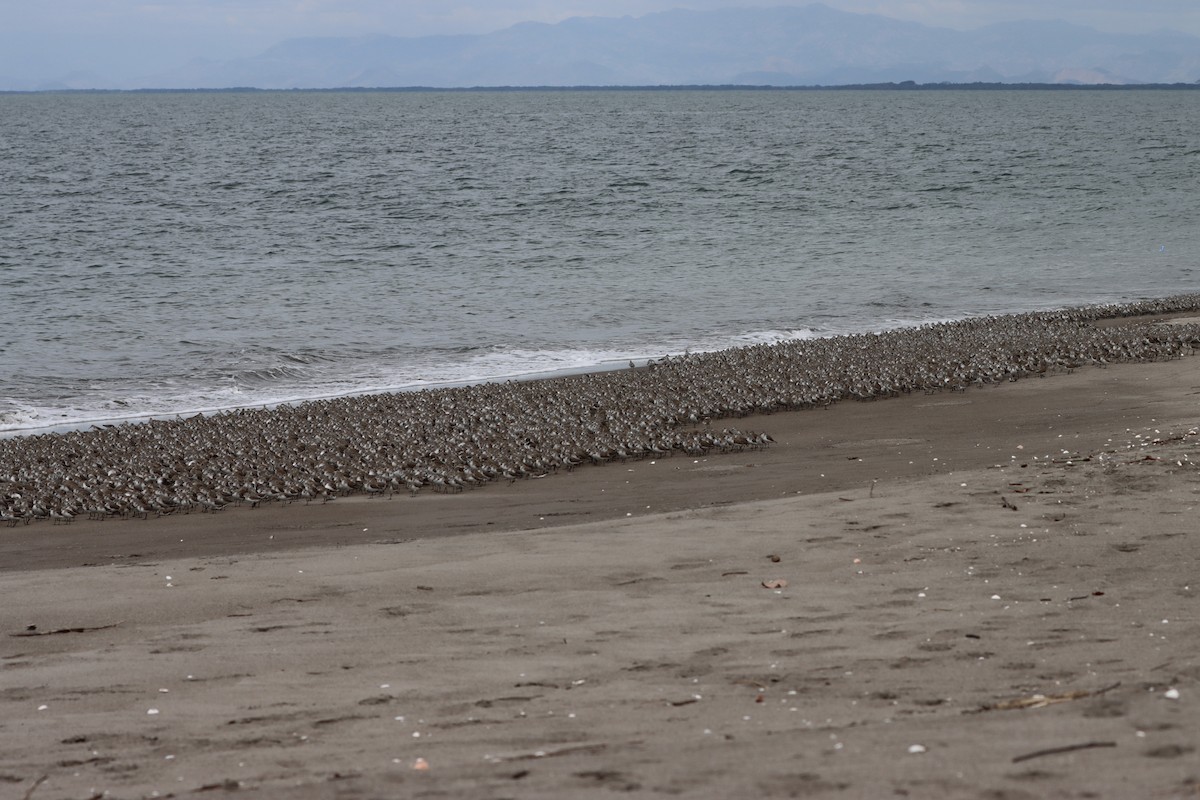 Western Sandpiper - ML527170281