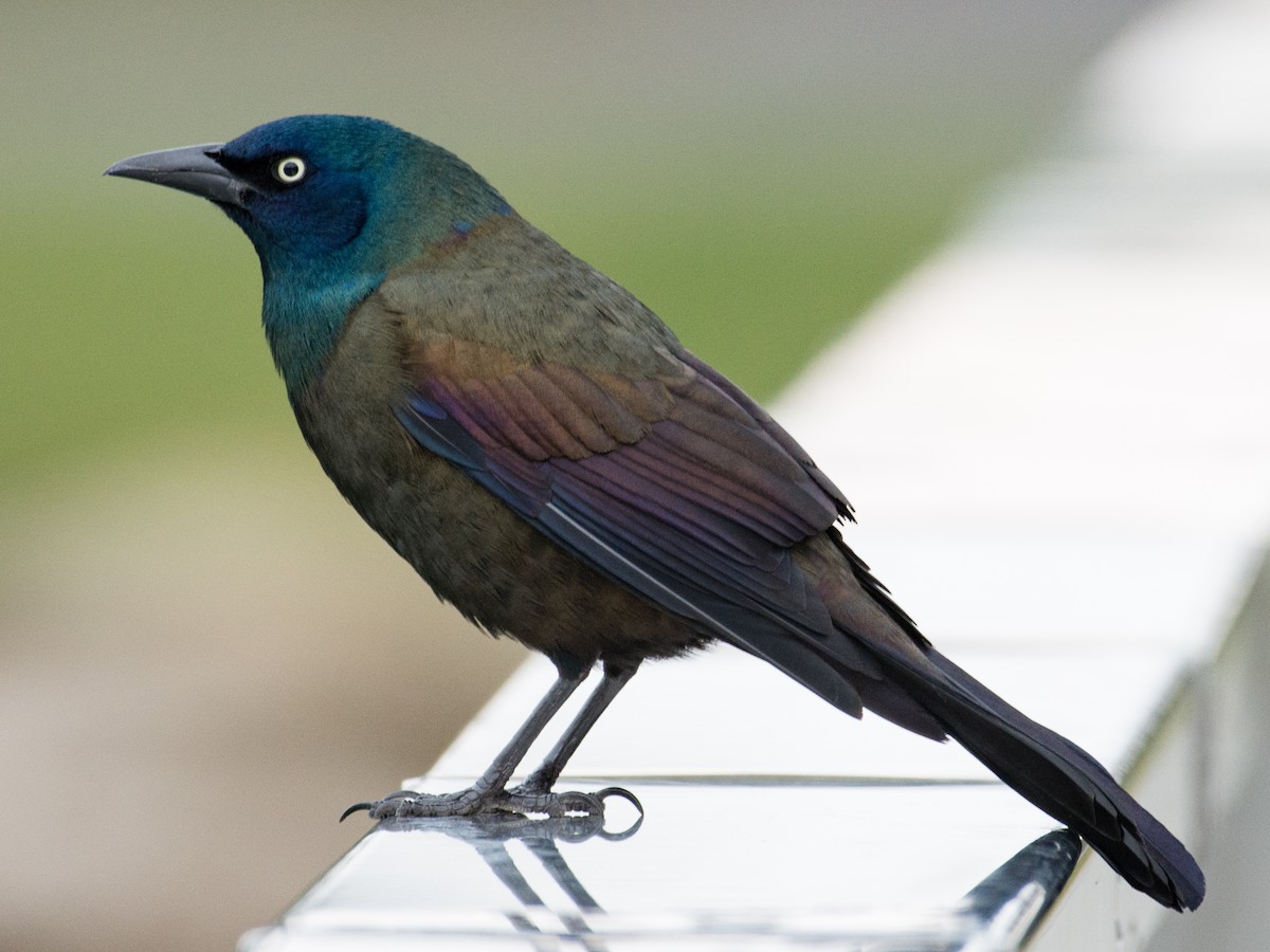 Common Grackle (Bronzed) - T I