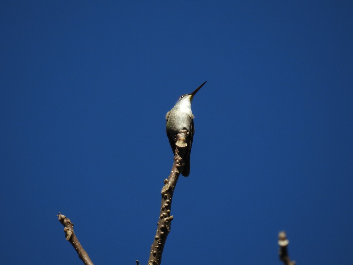 Azure-crowned Hummingbird - ML527172391