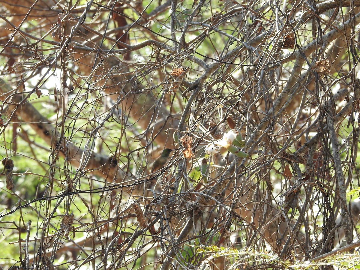 Berylline Hummingbird - ML527172891