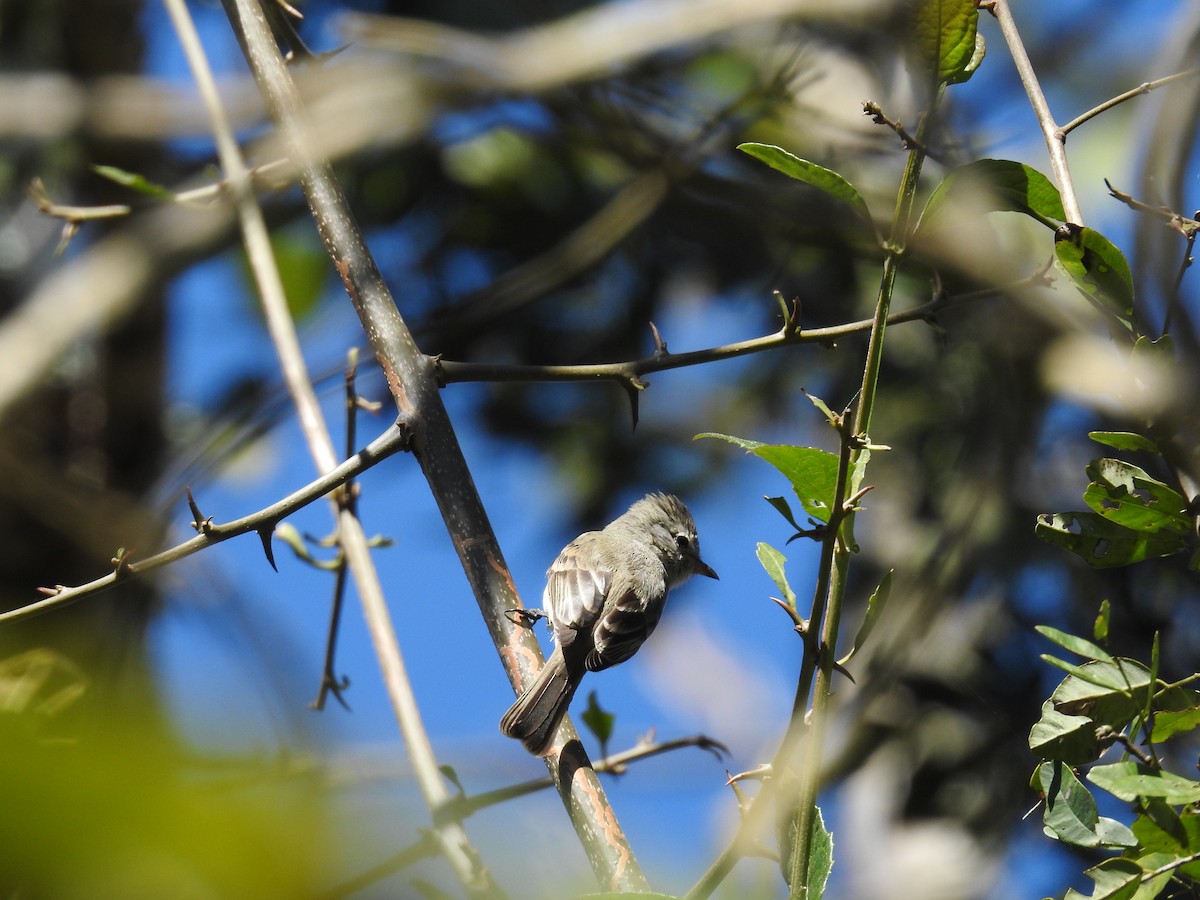 Northern Beardless-Tyrannulet - Miguel Maza