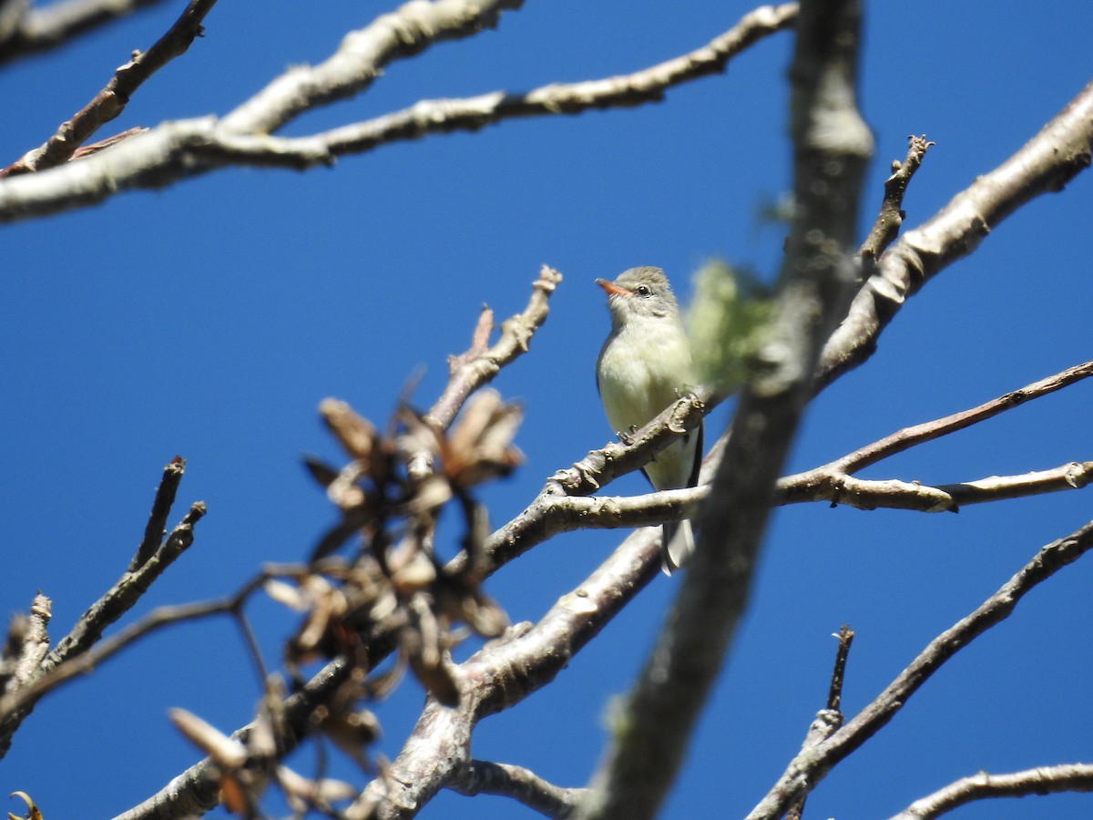 Northern Beardless-Tyrannulet - ML527173721