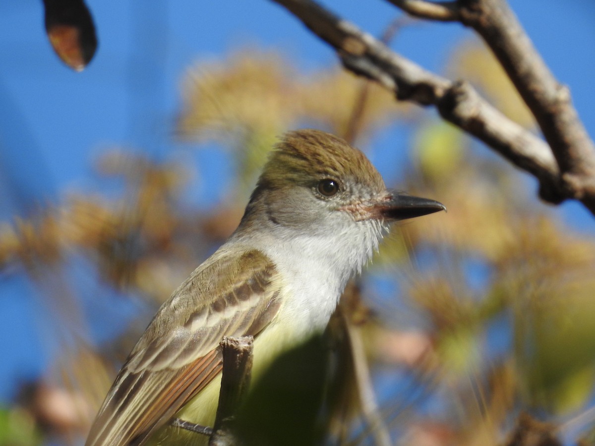 Brown-crested Flycatcher - Miguel Maza