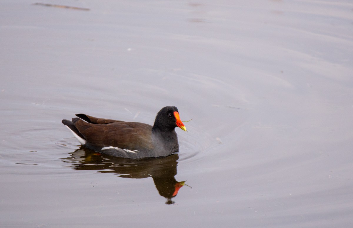 Gallinule d'Amérique - ML527174801