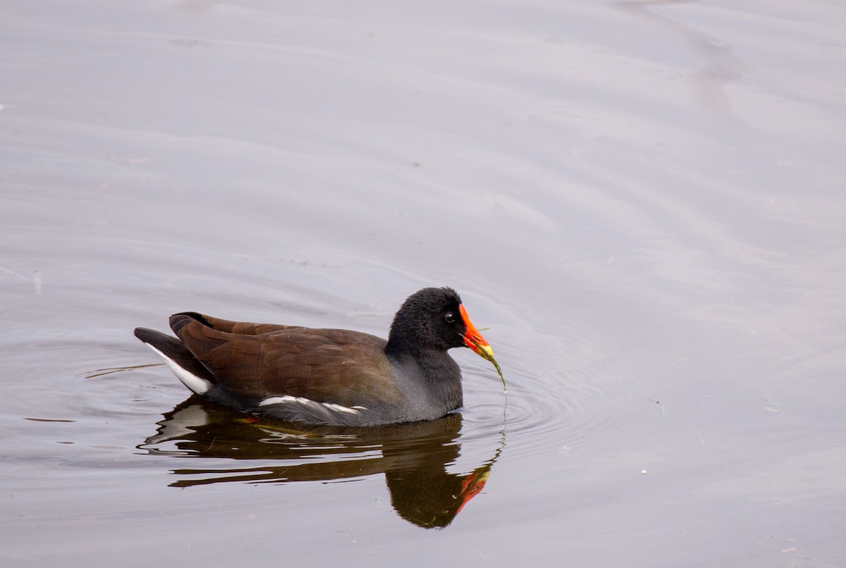 Gallinule d'Amérique - ML527174811