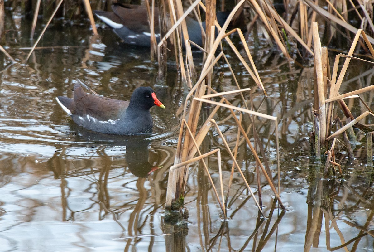 Gallinule d'Amérique - ML527174881