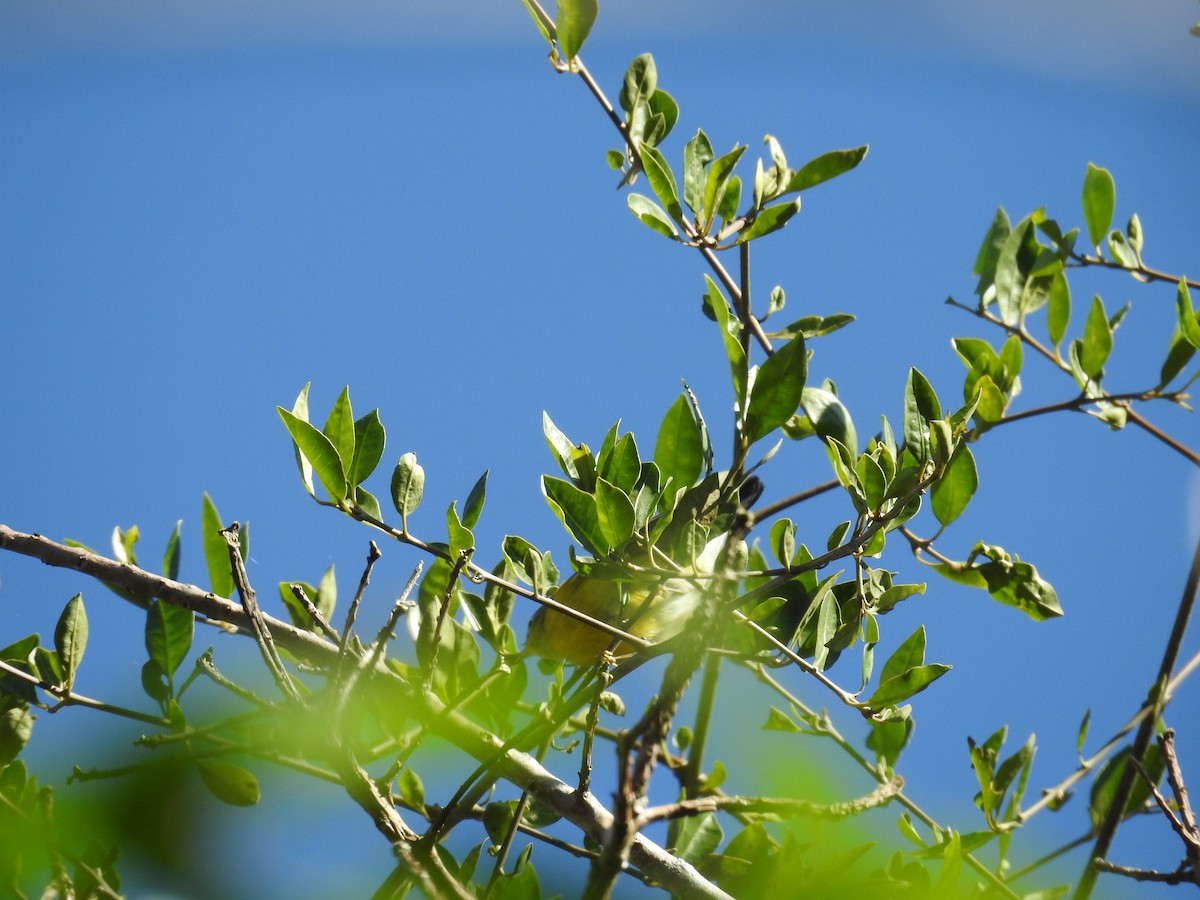 Magnolia Warbler - Miguel Maza