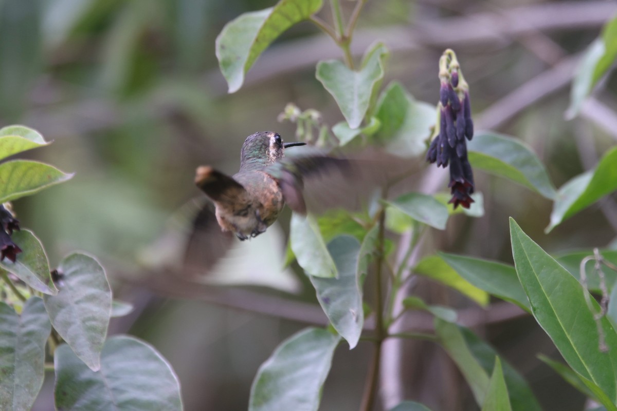 Colibrí Jaspeado - ML527175551