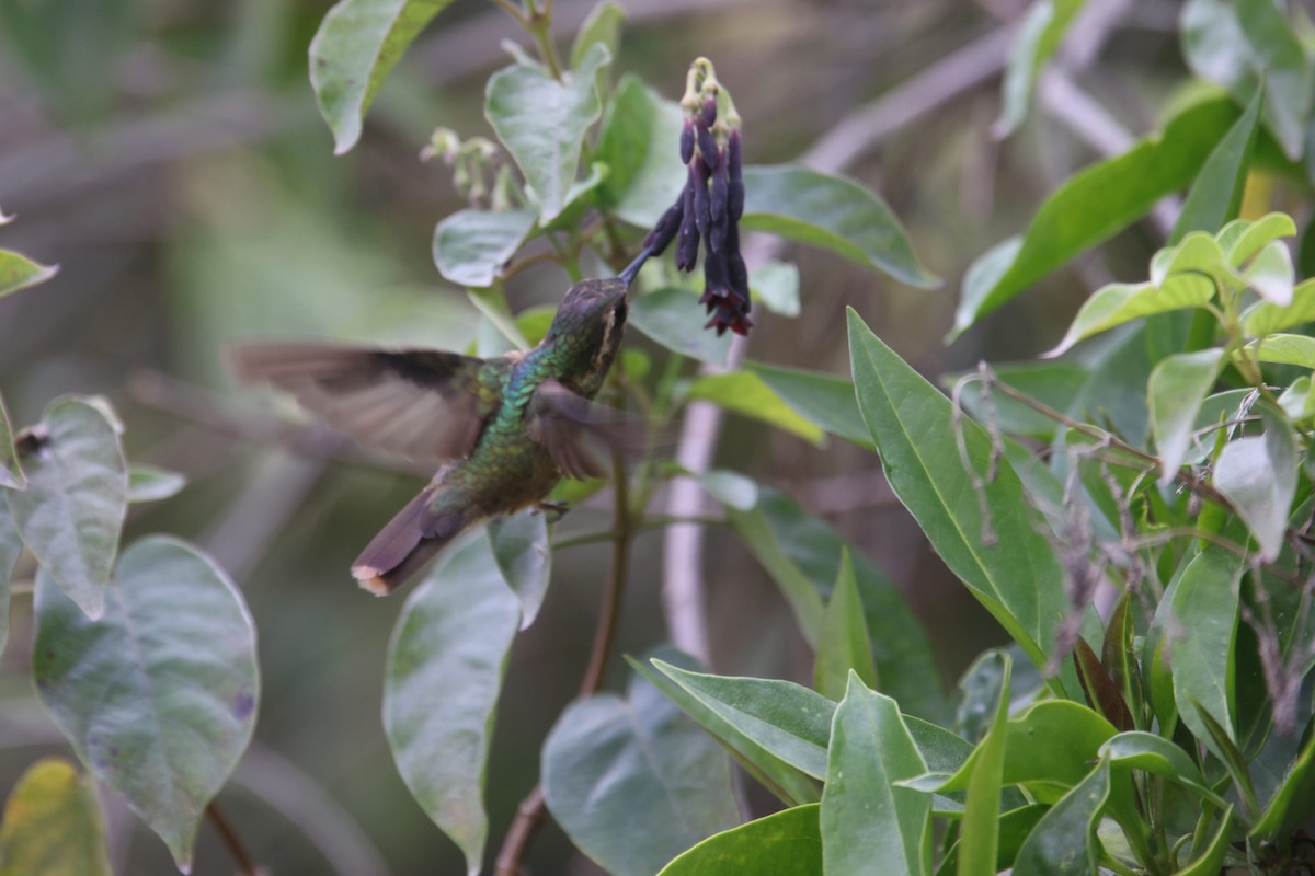 Colibri moucheté - ML527175581