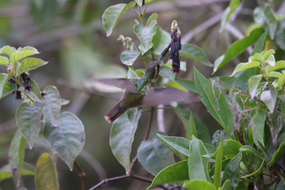 Colibri moucheté - ML527175621