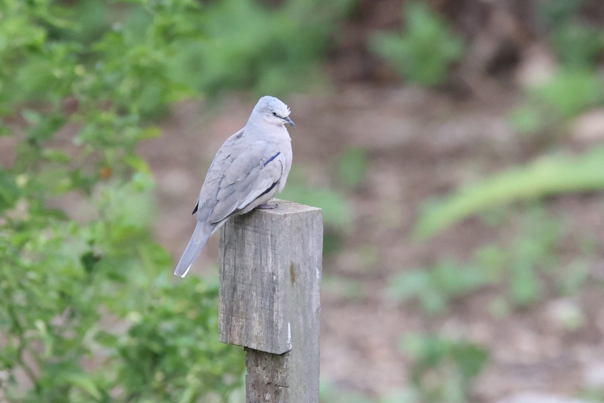 Picui Ground Dove - ML527176561