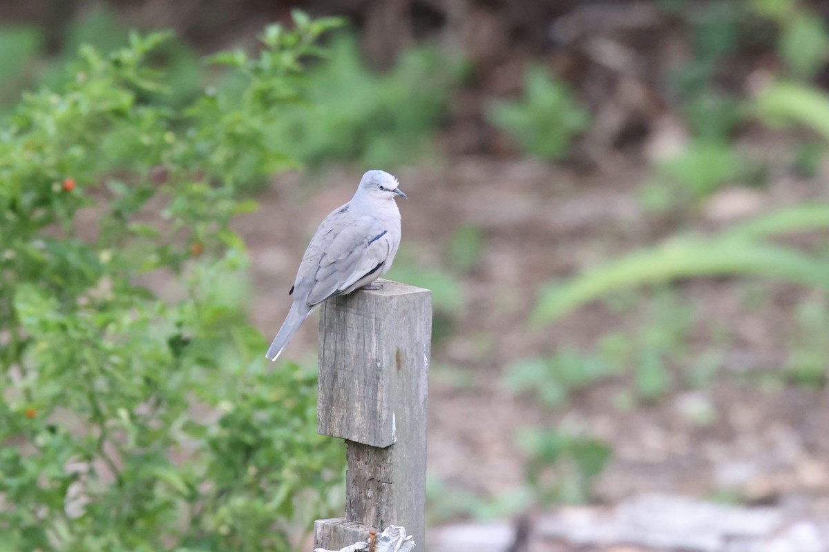 Picui Ground Dove - Ryan Terrill