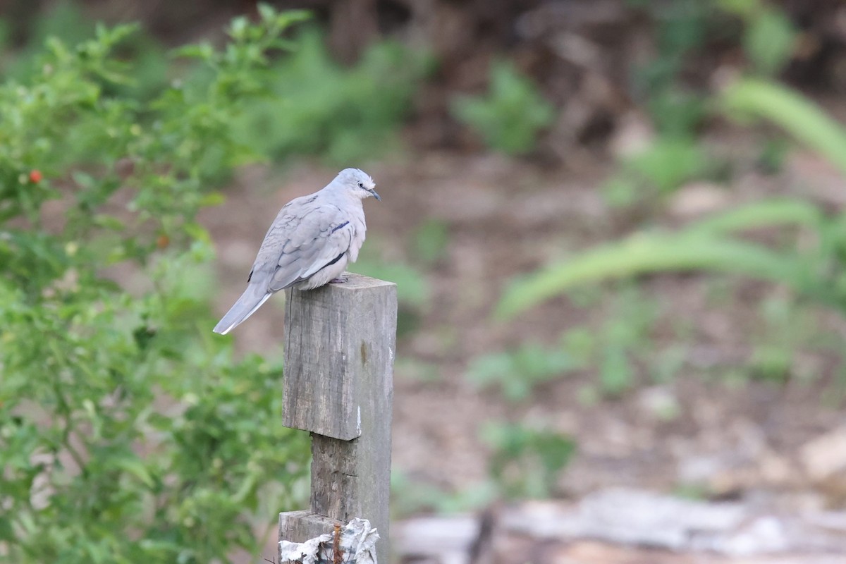 Picui Ground Dove - Ryan Terrill