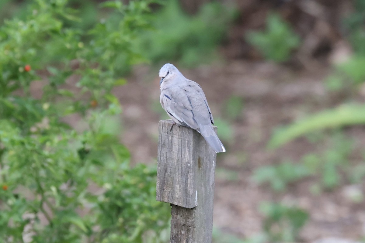 Picui Ground Dove - Ryan Terrill