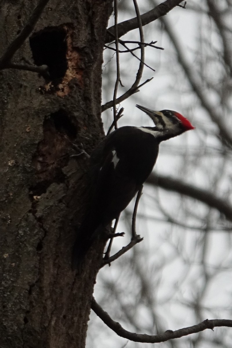 Pileated Woodpecker - ML527176841