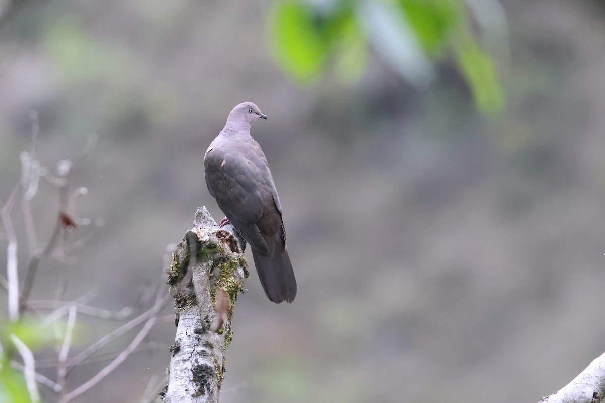 Plumbeous Pigeon - ML527177071