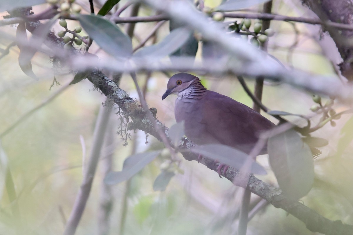 White-throated Quail-Dove - ML527178051