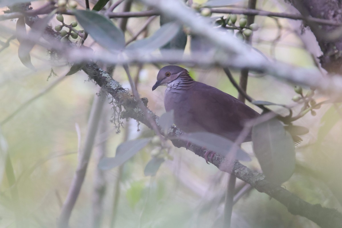 White-throated Quail-Dove - ML527178061