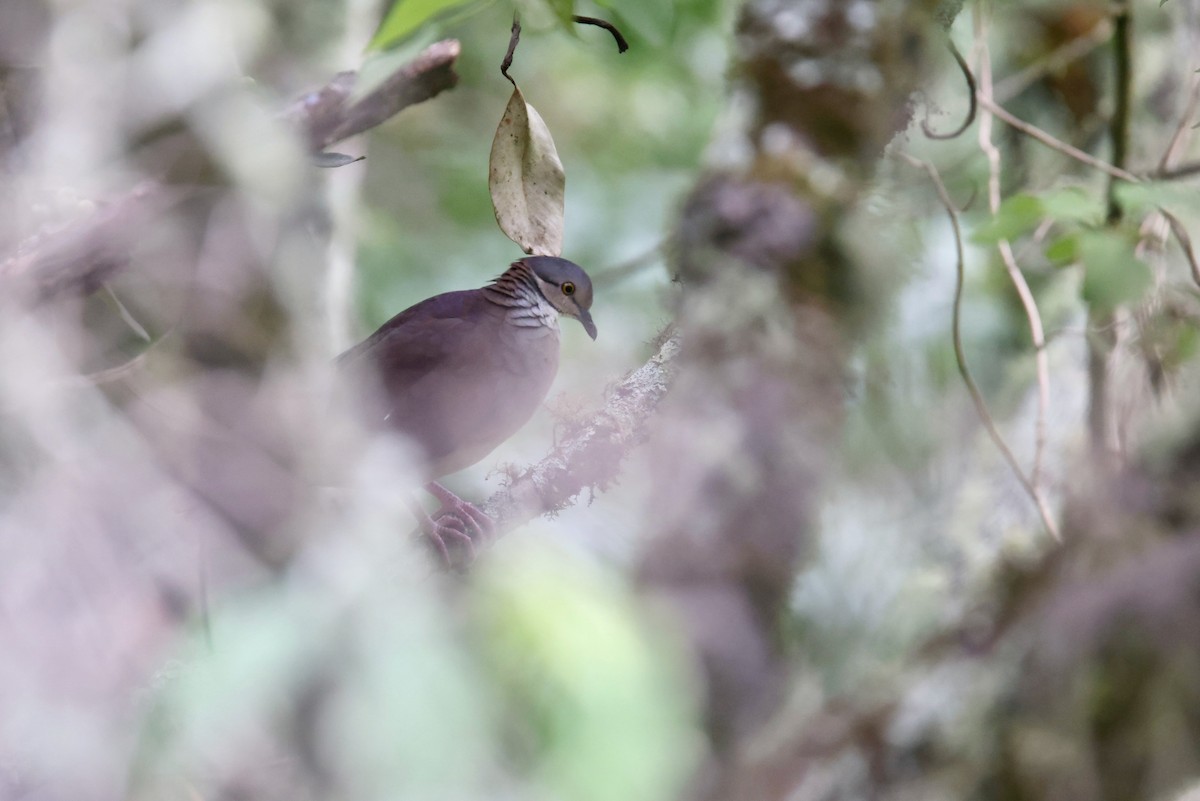 White-throated Quail-Dove - ML527178071