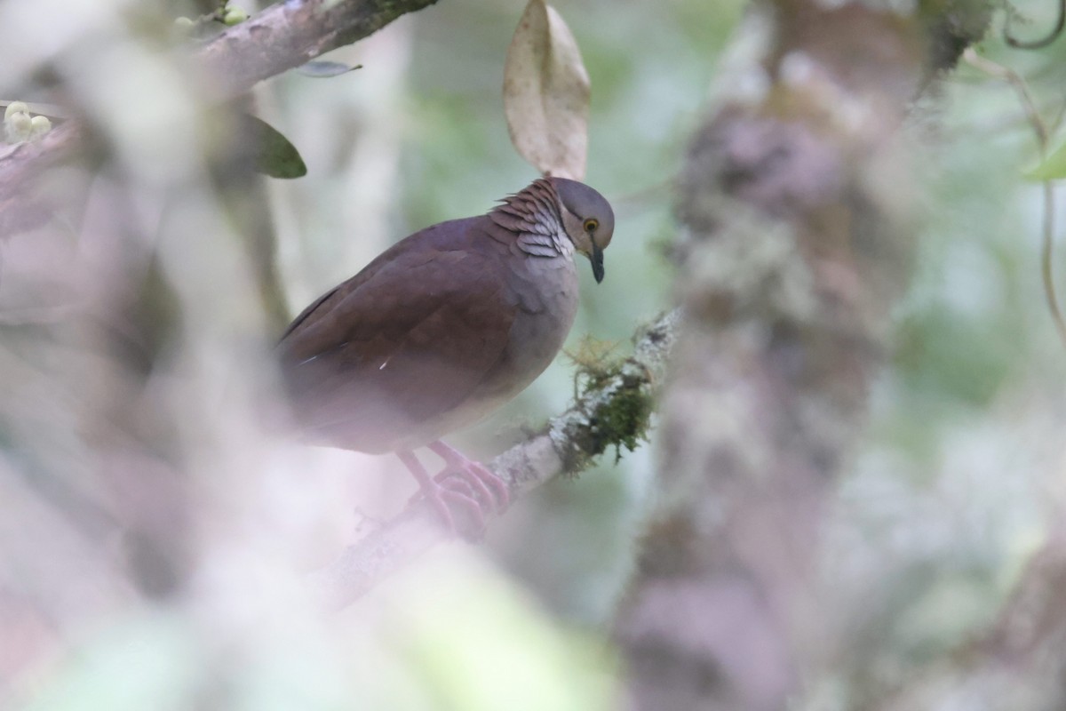 White-throated Quail-Dove - Ryan Terrill