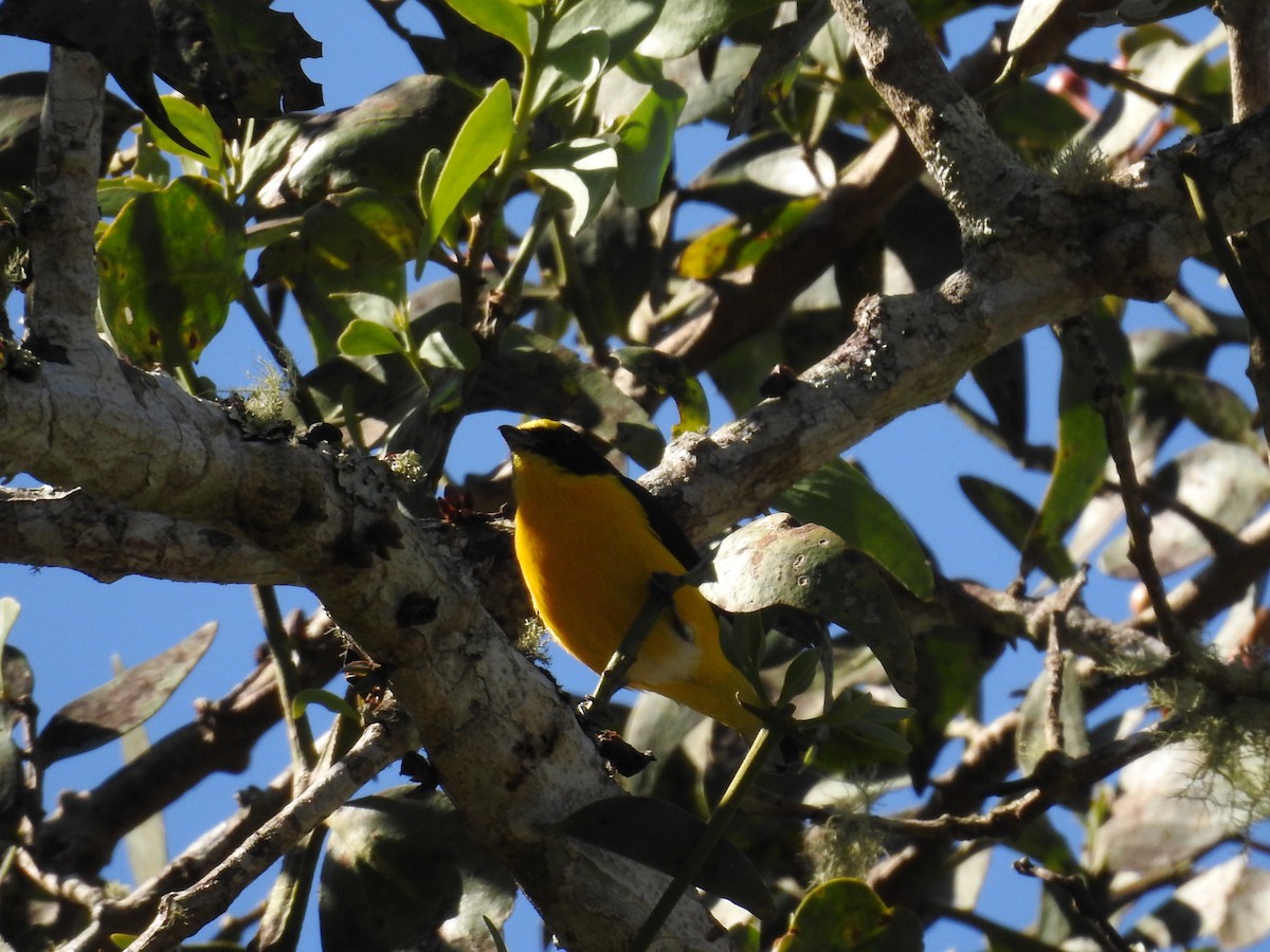 Yellow-throated Euphonia - ML527178281